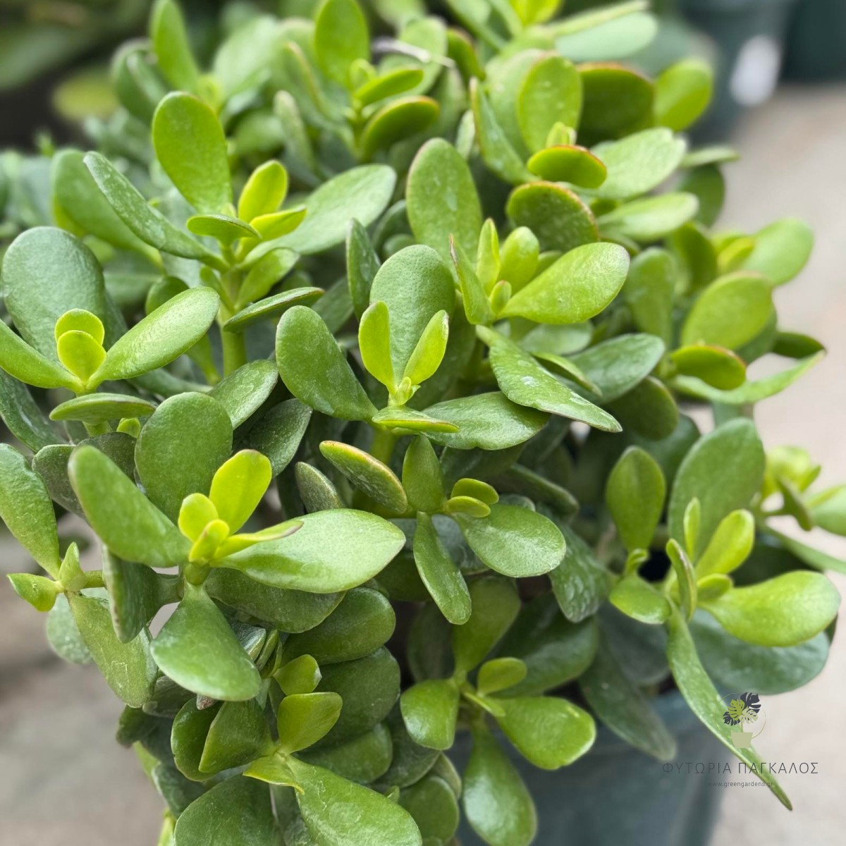 🌵 ΚΡΑΣΟΥΛΑ – Crassula sp - 3